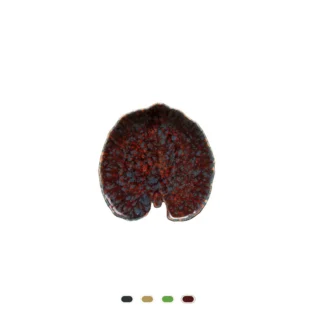 Feuille Alquemila Riviera, 18 cm by Costa Nova - Vigne