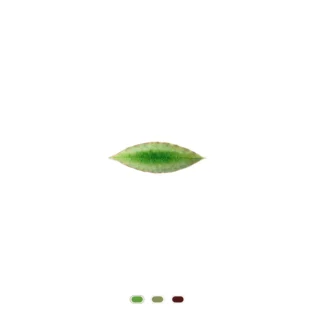 Feuille Laurier Riviera, 18 cm by Costa Nova - Tomate