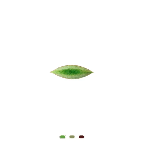 Folha Louro Riviera, 18 cm by Costa Nova - Tomate